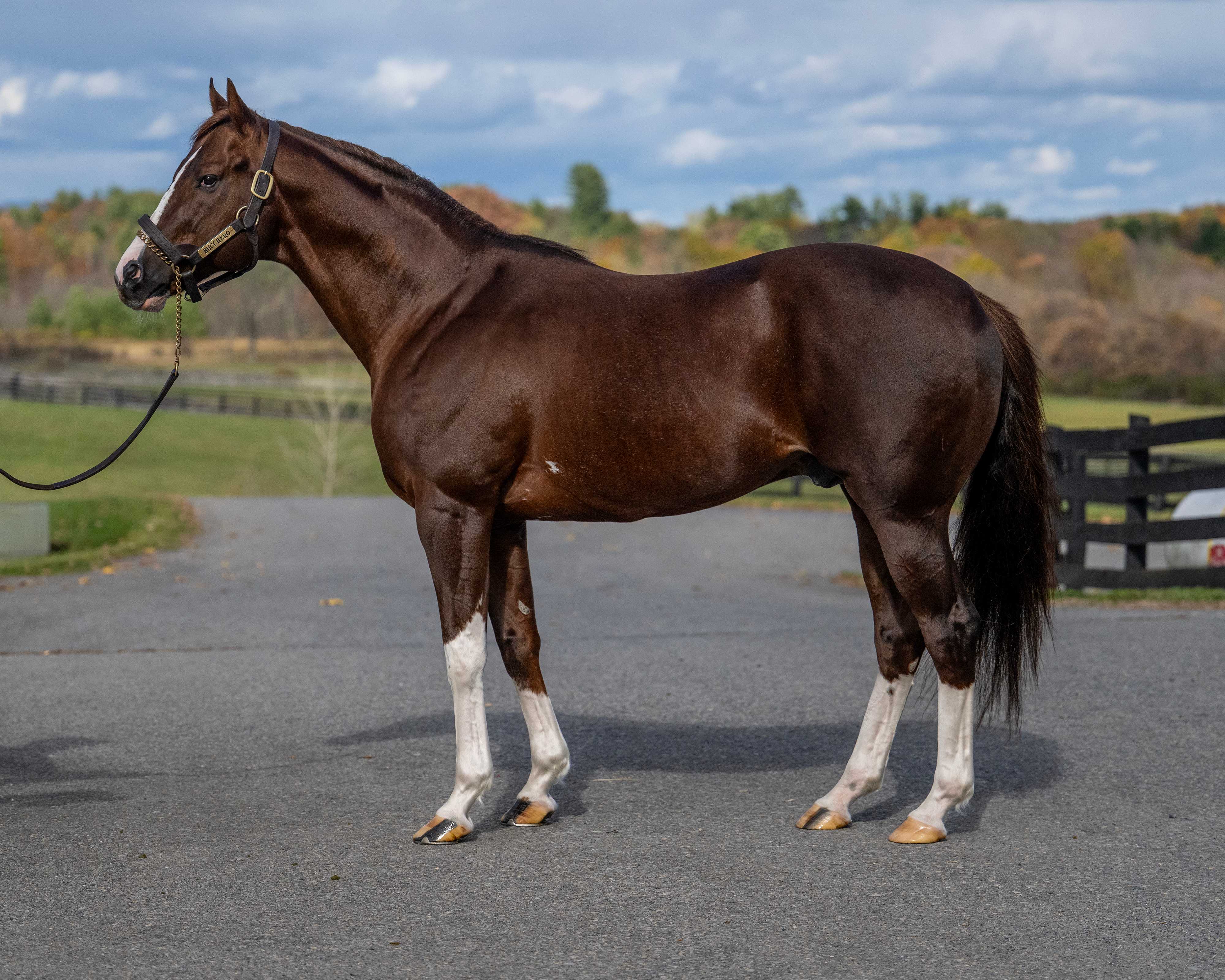 Bucchero, #1 New York Sire by Earnings (2025), standing at Ironhorse Stallions in Schuylerville, NY