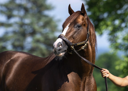 New York State of Mind - Ironhorse Stallions News